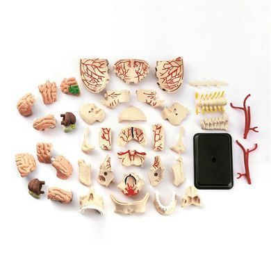 Модель черепа с нервами Edu-Toys сборная, 9 см (SK010)
