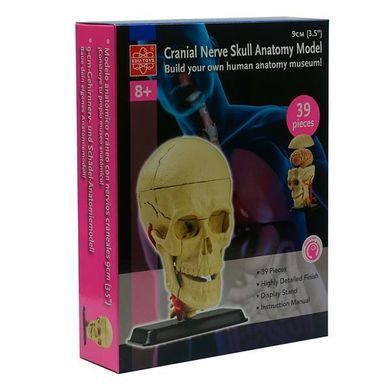 Модель черепа с нервами Edu-Toys сборная, 9 см (SK010)