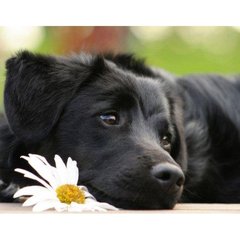 Картина по номерам "Черный щенок" 40*50 см, ТМ Strateg (VA-0518)