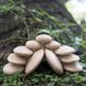 Дерев'яні блоки Guidecraft Natural Play Округлі камінці (G6771)